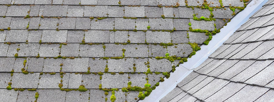 best moss killer for roofs